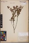 Foto von Salix aurita L. x Salix myrtilloides L.